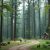 Białowieża z dzieckiem: rodzinny plan zwiedzania i atrakcji bez przeładowania